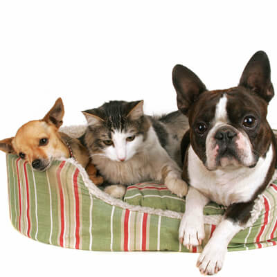several animals in pet bed